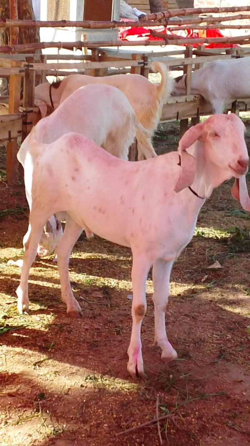 Qurbani Goat | Bakra | Sheep | bakra | بکرا | Rajanpuri Bakra - Goats ...