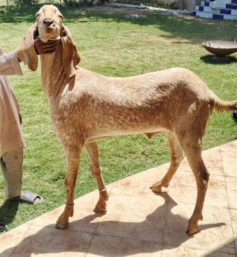 Qurbani Goat | Bakra | Sheep | bakra | بکرا | Rajanpuri Bakra - Goats ...