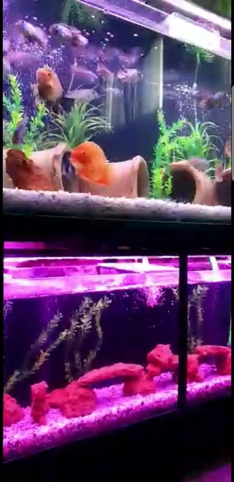 Stacked Aquariums — photo 3
