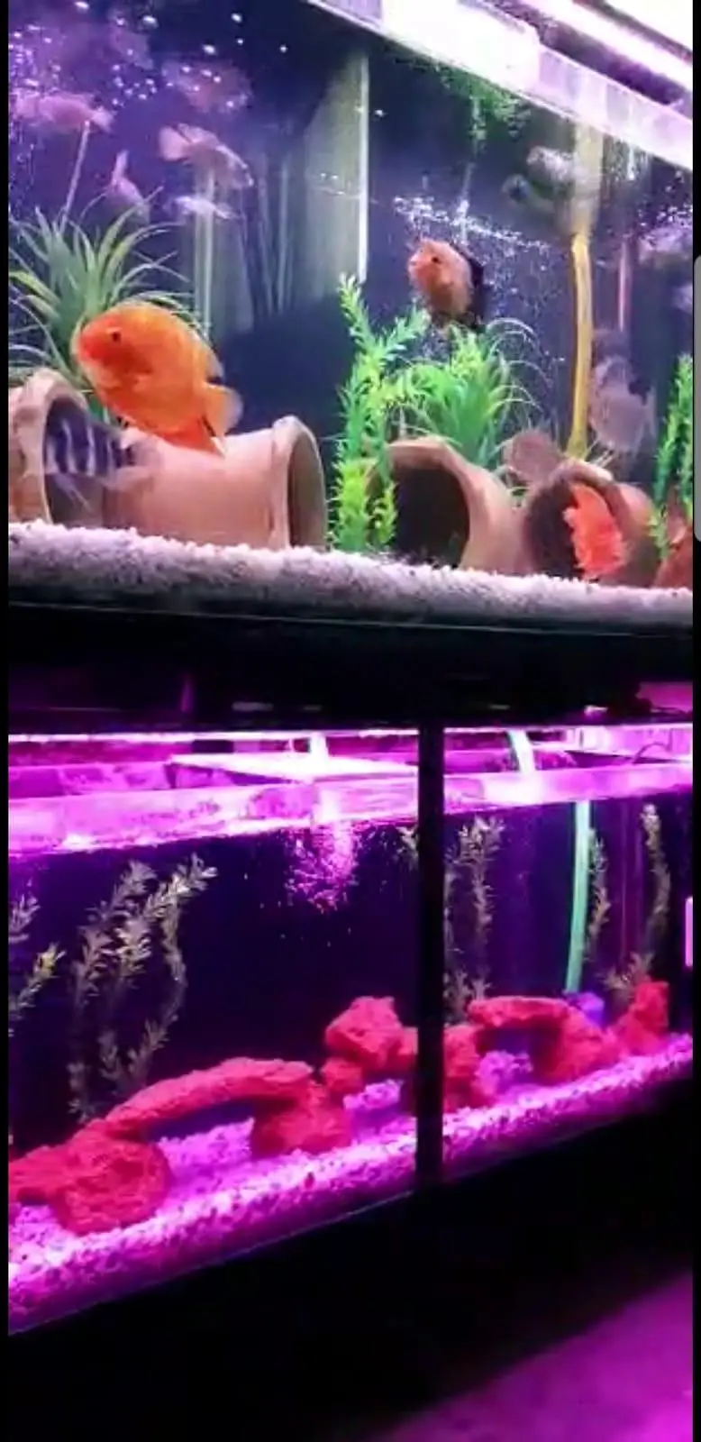 Stacked Aquariums — photo 5