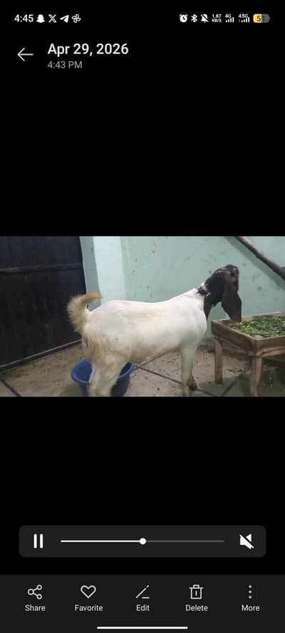 Rajan puur pair sale urgent