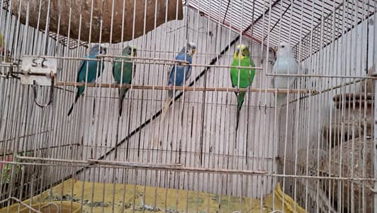 budgie's + white dove male's (0332-9939958)