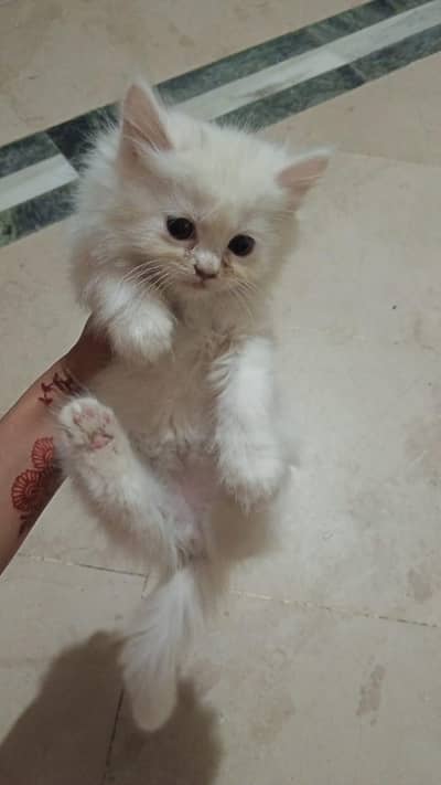 Persian kittens available for sale