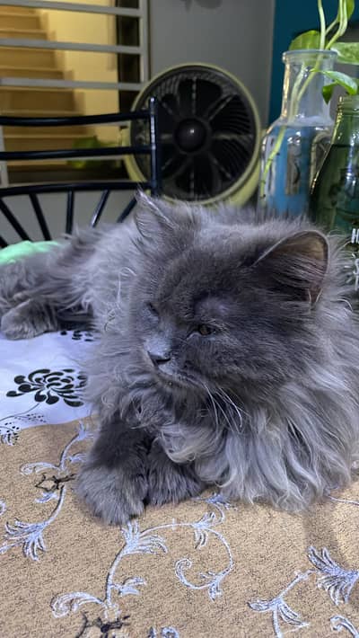 Female gray cat For sale