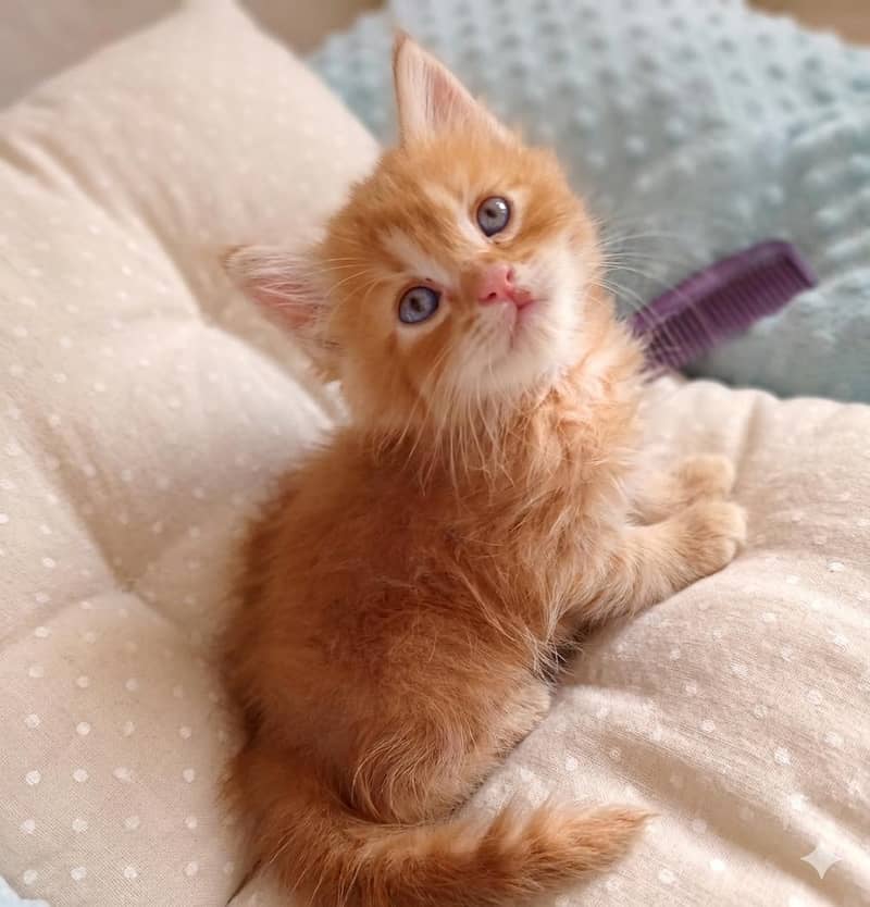 kitten 0