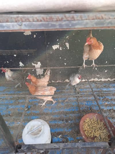 Golden Misri hens for sale 5