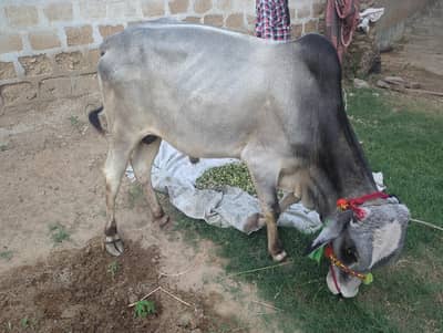 2 daant  bachra