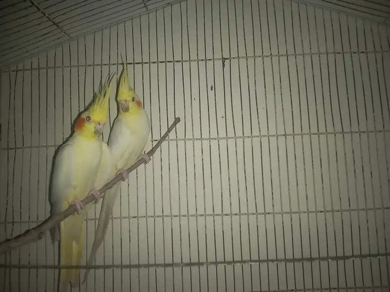 Cockatiel parrots