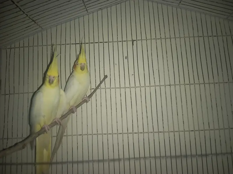Cockatiel parrots — photo 2