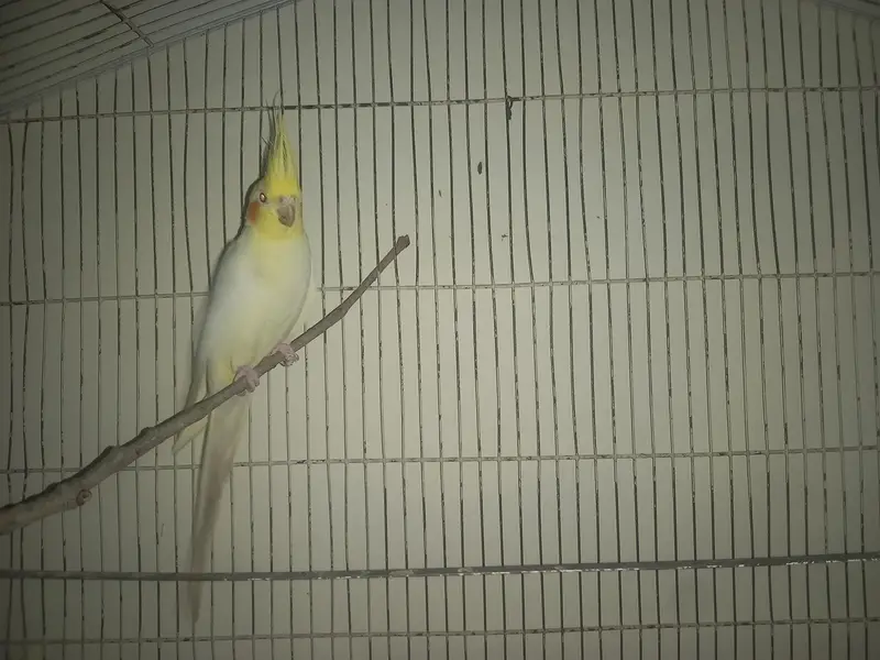 Cockatiel parrots — photo 3