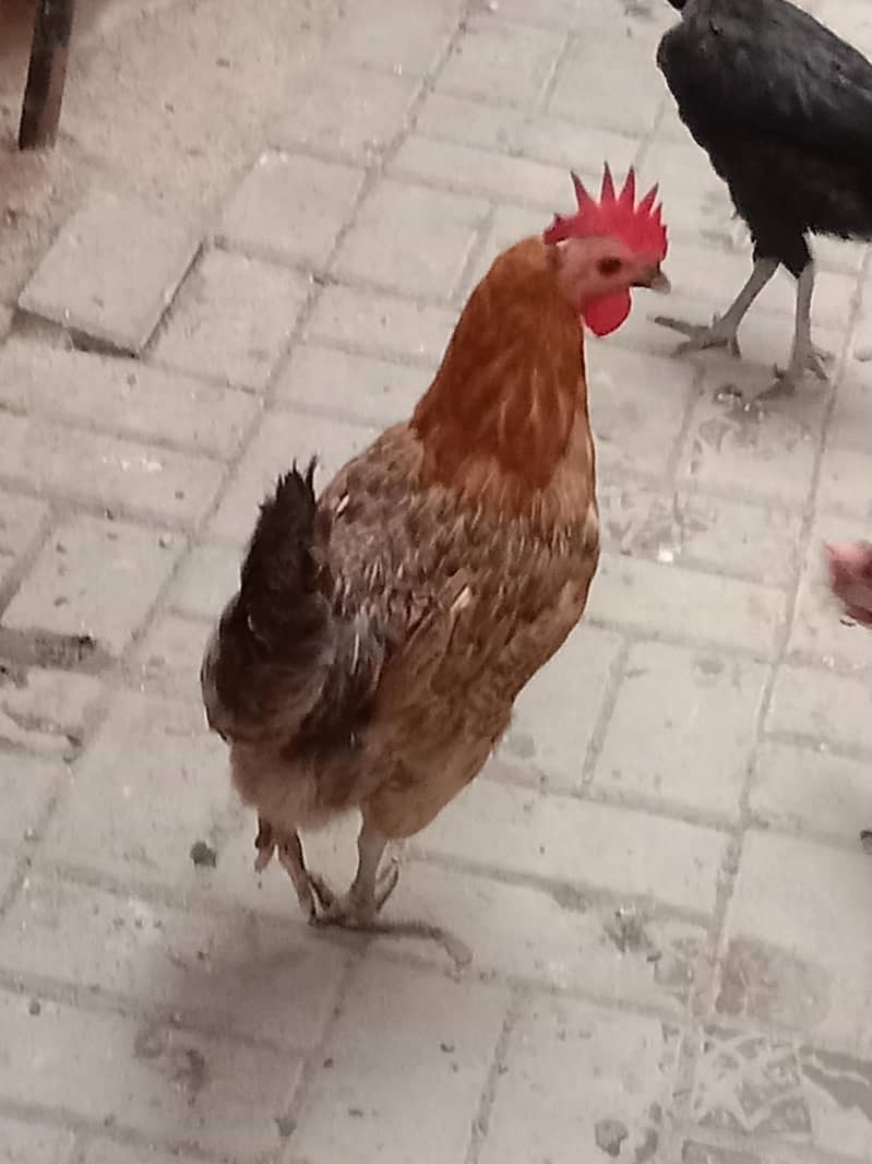 hen's 0