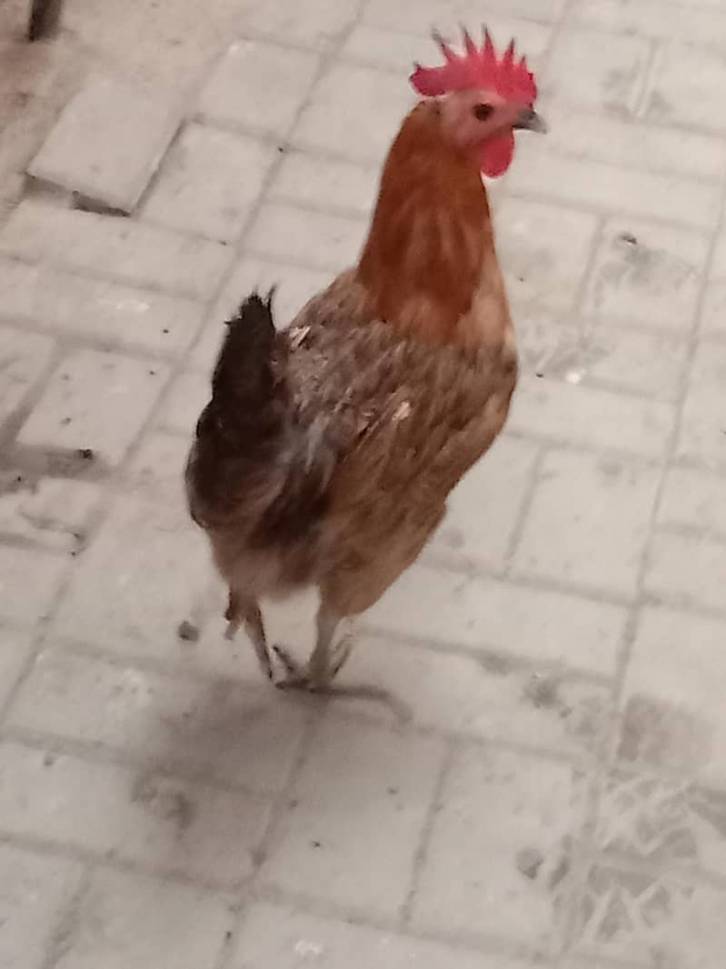 hen's 1