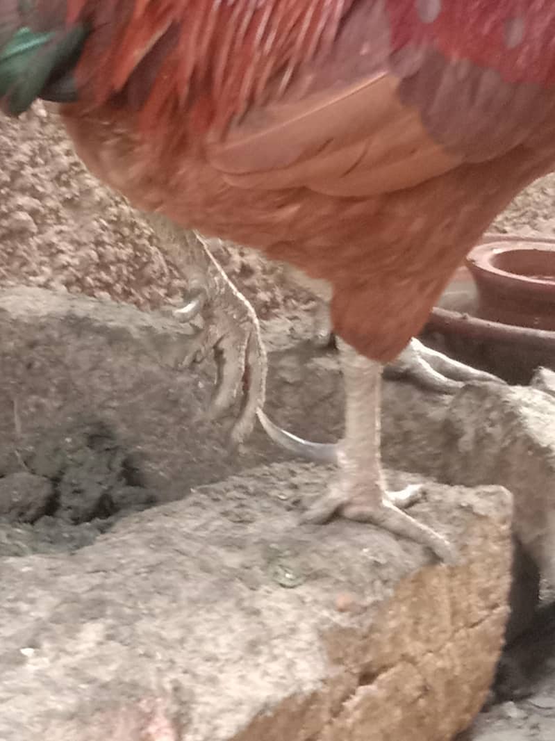 hen's 2