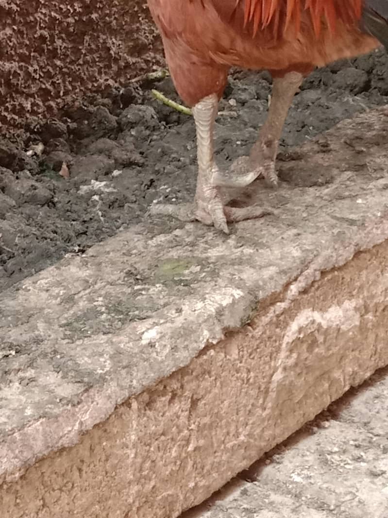 hen's 3