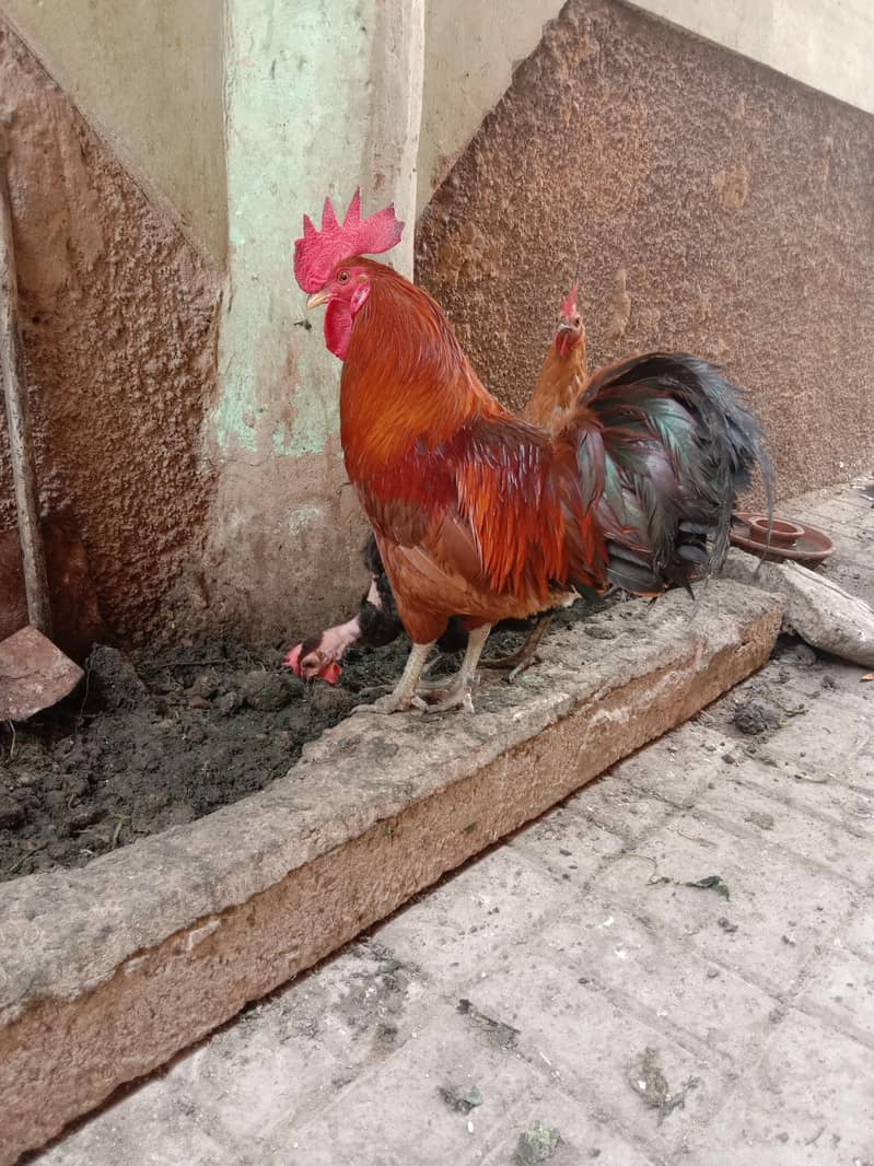 hen's 5