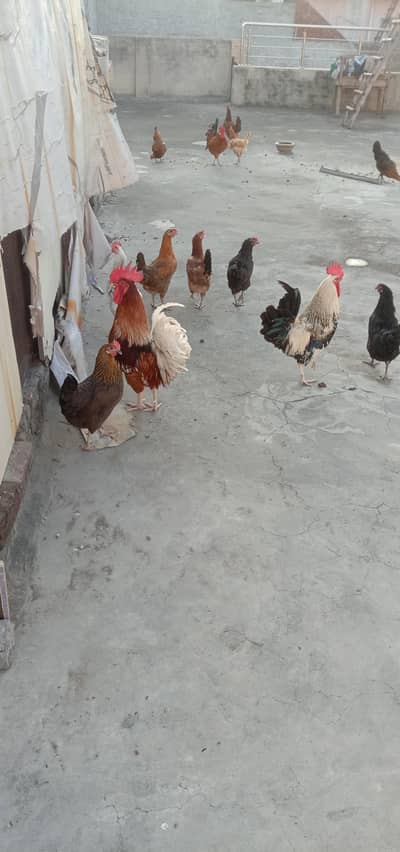Hens sale
