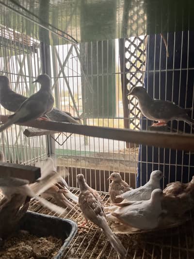 Red and blue pied