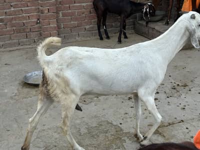 Goat bakri / dudh wli bkri