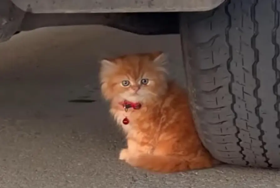 cash on delivery Persian kitten cats