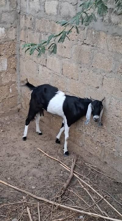 Goat for sale