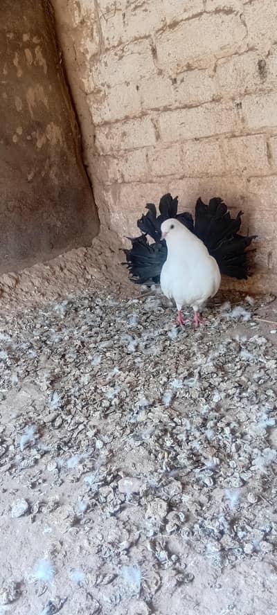 Breader male black tail