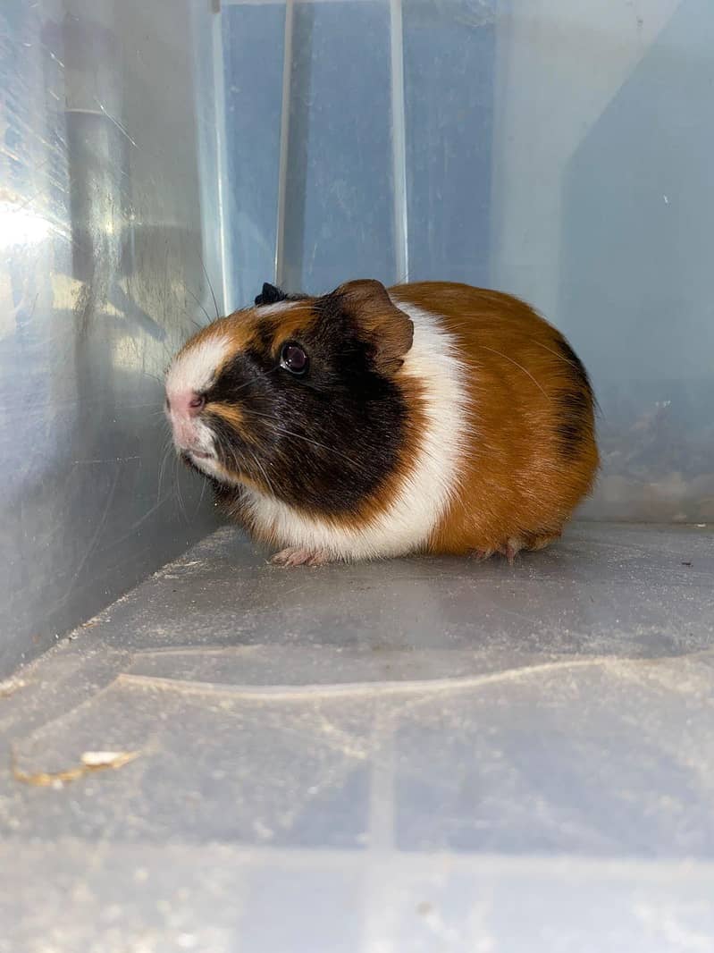 Hamster 0