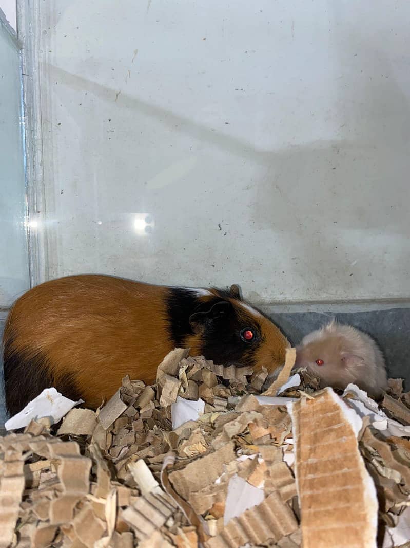 Hamster 1