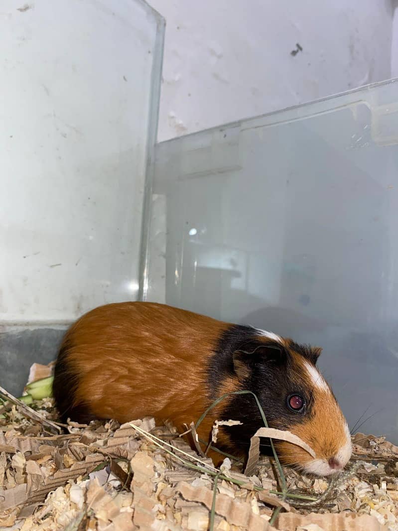 Hamster 2