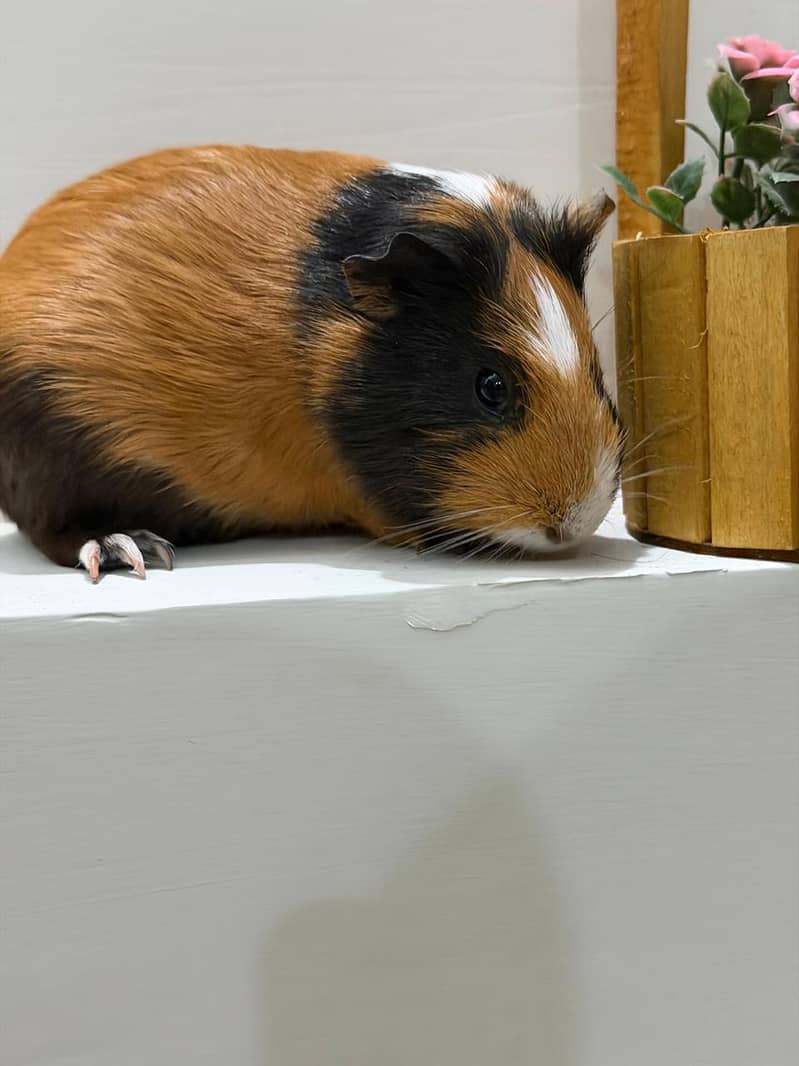 Hamster 3