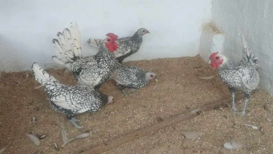 Bentum /Silver & Golden Siprite/Cochin/Heera/ eggs/Hens /Fertile eggs — photo 6