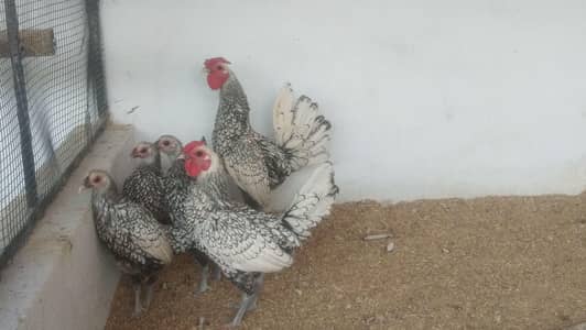 Silver & Golden Sebright/Bentum /Cochin/Heera/ eggs/Hens /Fertile eggs
