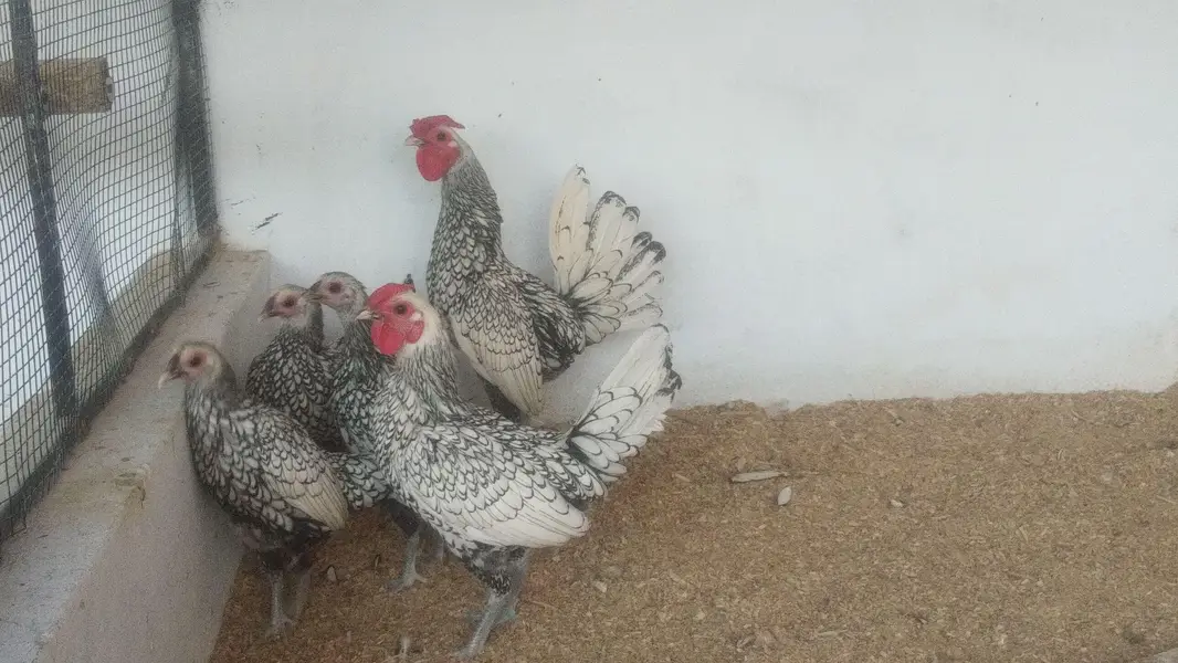 Bentum /Silver & Golden Siprite/Cochin/Heera/ eggs/Hens /Fertile eggs — photo 7
