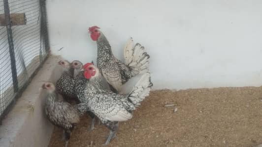 Silver Sebright/Golden Sebrights /Cochin/Heera/Hens /Fertile eggs