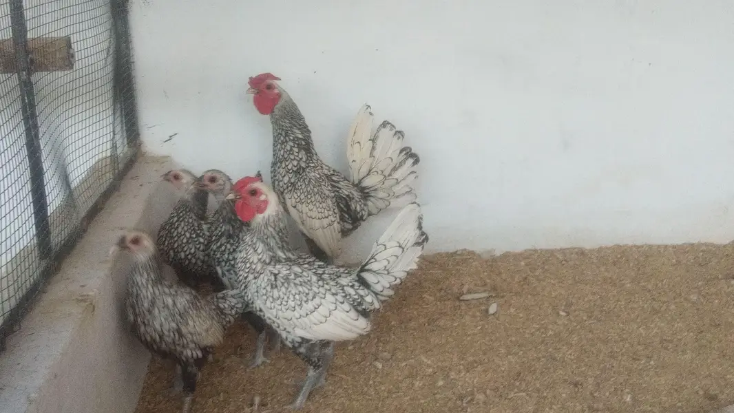 Bentum /Silver & Golden Siprite/Cochin/Heera/ eggs/Hens /Fertile eggs — photo 8