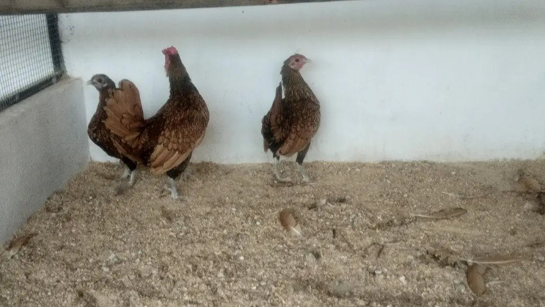 Bentum /Silver & Golden Siprite/Cochin/Heera/ eggs/Hens /Fertile eggs — photo 9