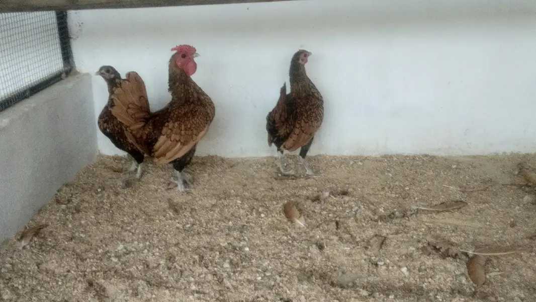 Bentum /Silver & Golden Siprite/Cochin/Heera/ eggs/Hens /Fertile eggs — photo 10