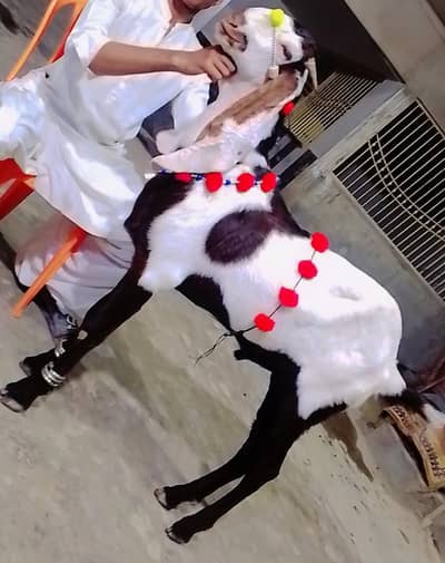 Bakra fol sel