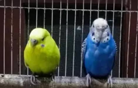 budgie pair