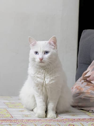 Persian cat