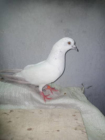 white pigeon