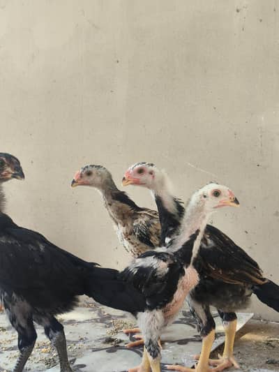 color shamo chicks