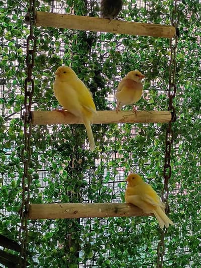 singing canaries available for sale