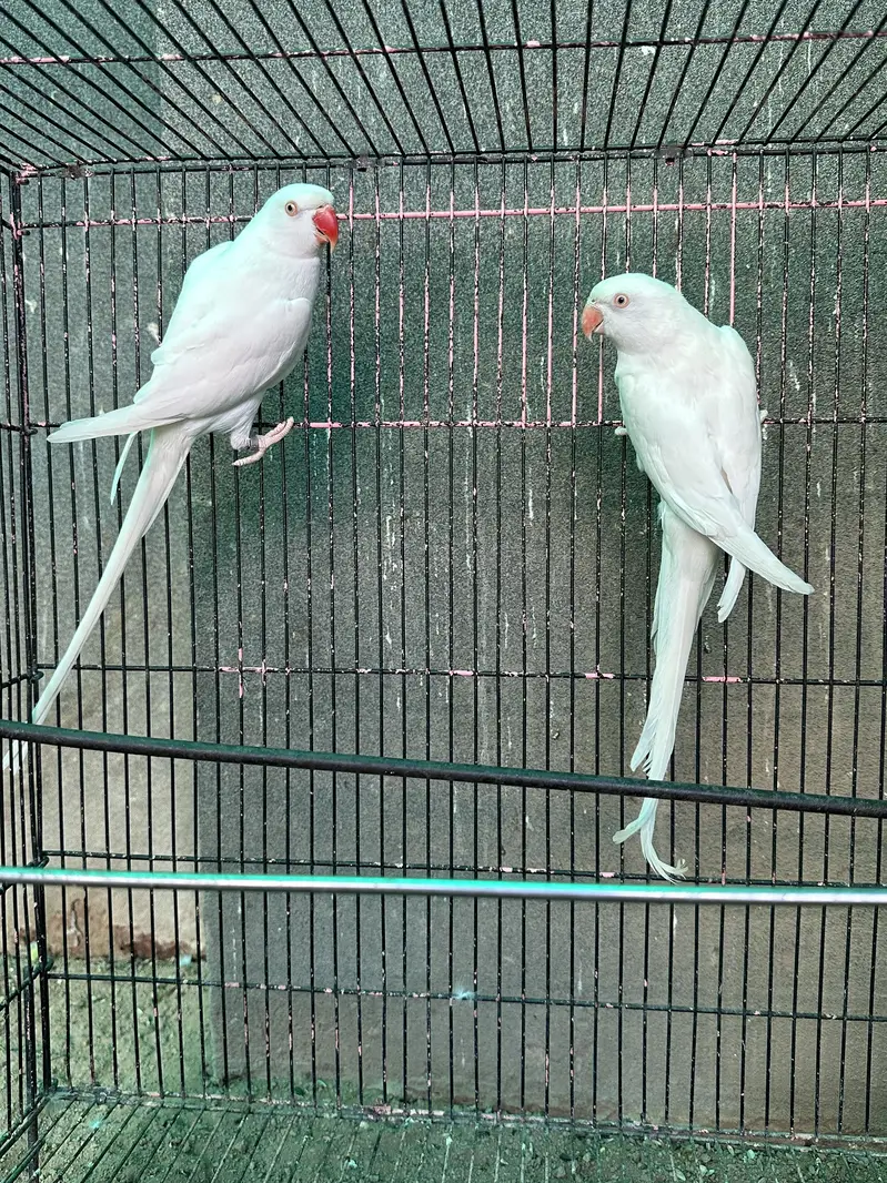 Yellow Ringneck - Excellent Quality - Healthy & Active — photo 10