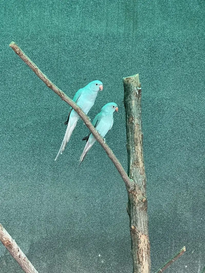Yellow Ringneck - Excellent Quality - Healthy & Active — photo 3