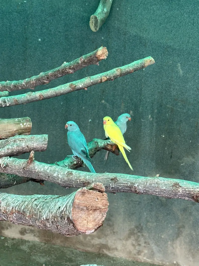 Yellow Ringneck - Excellent Quality - Healthy & Active — photo 5