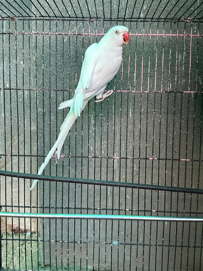 Yellow Ringneck - Excellent Quality - Healthy & Active — photo 7