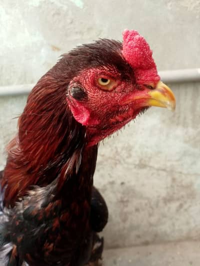 aseel kandhar old bloodline king size