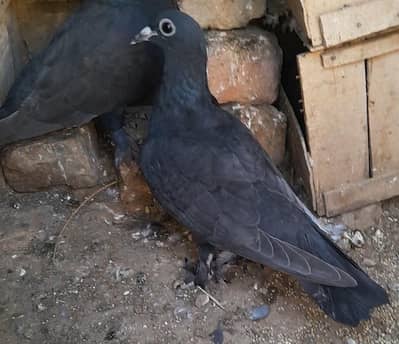 Big Eyes Pigeon