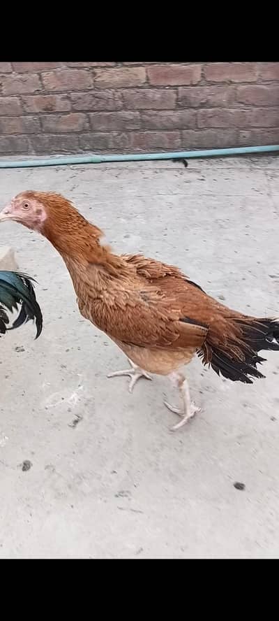 pair for sale