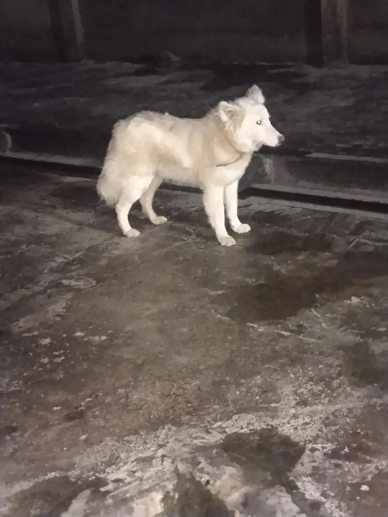 Russian female dog — photo 2
